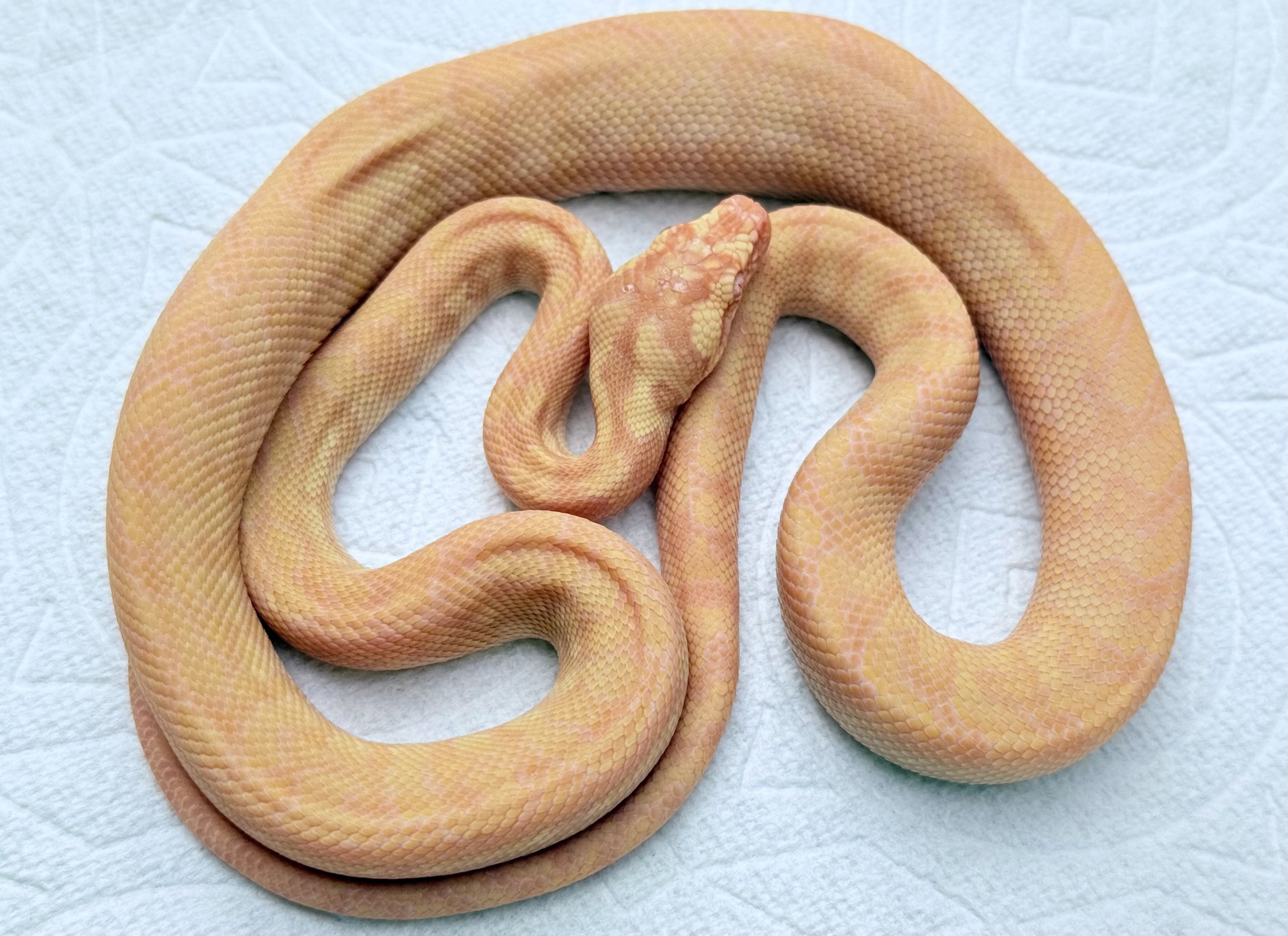 Albino Het Axanthic carpet python