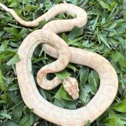 Albino Het Axanthic Carpet Python
