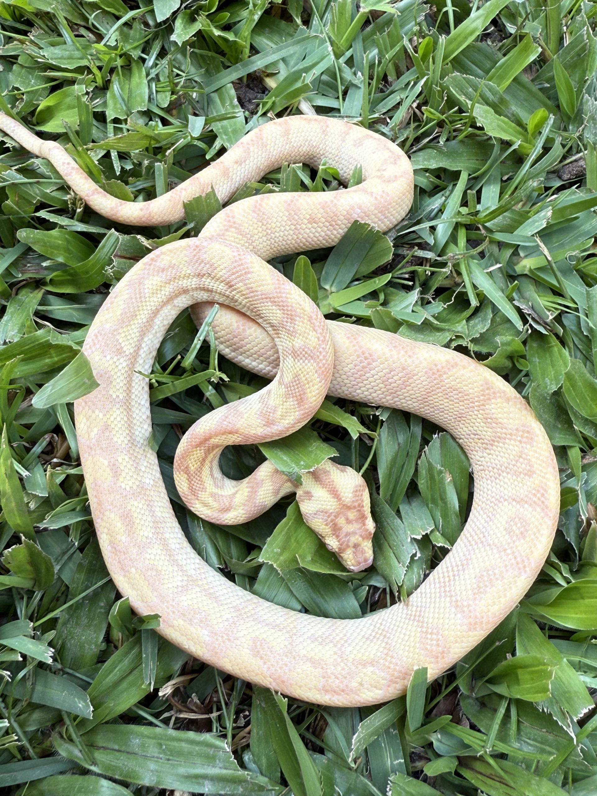Albino Het Axanthic Carpet Python