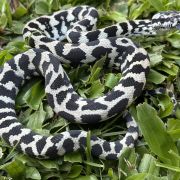 Pure Jungle Axanthic Carpet Python female