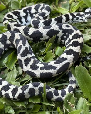Pure Jungle Axanthic Carpet Python female