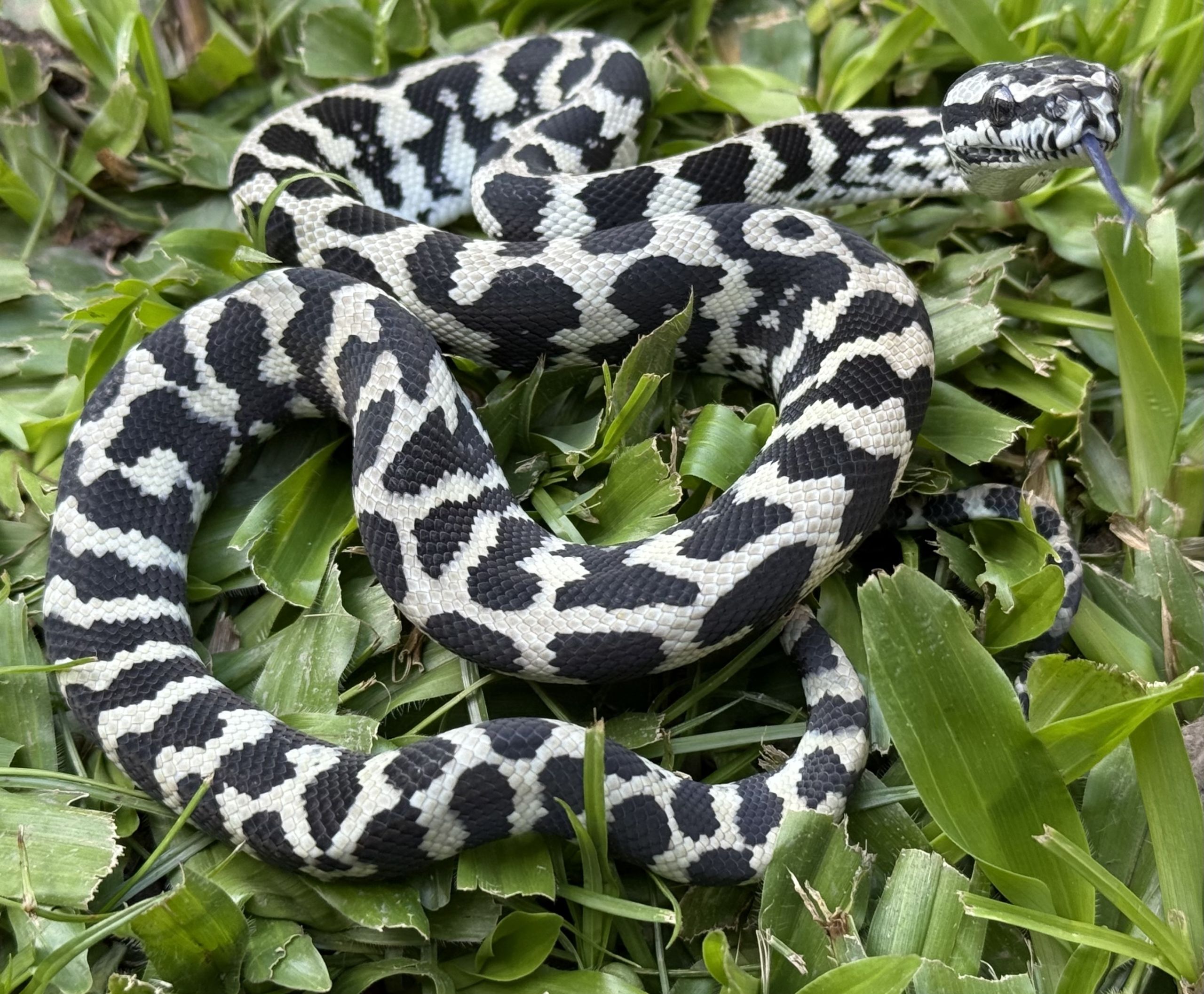 Pure Jungle Axanthic Carpet Python female