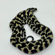 Pure Jungle Axanthic Carpet Python female