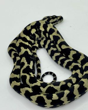 Pure Jungle Axanthic Carpet Python female