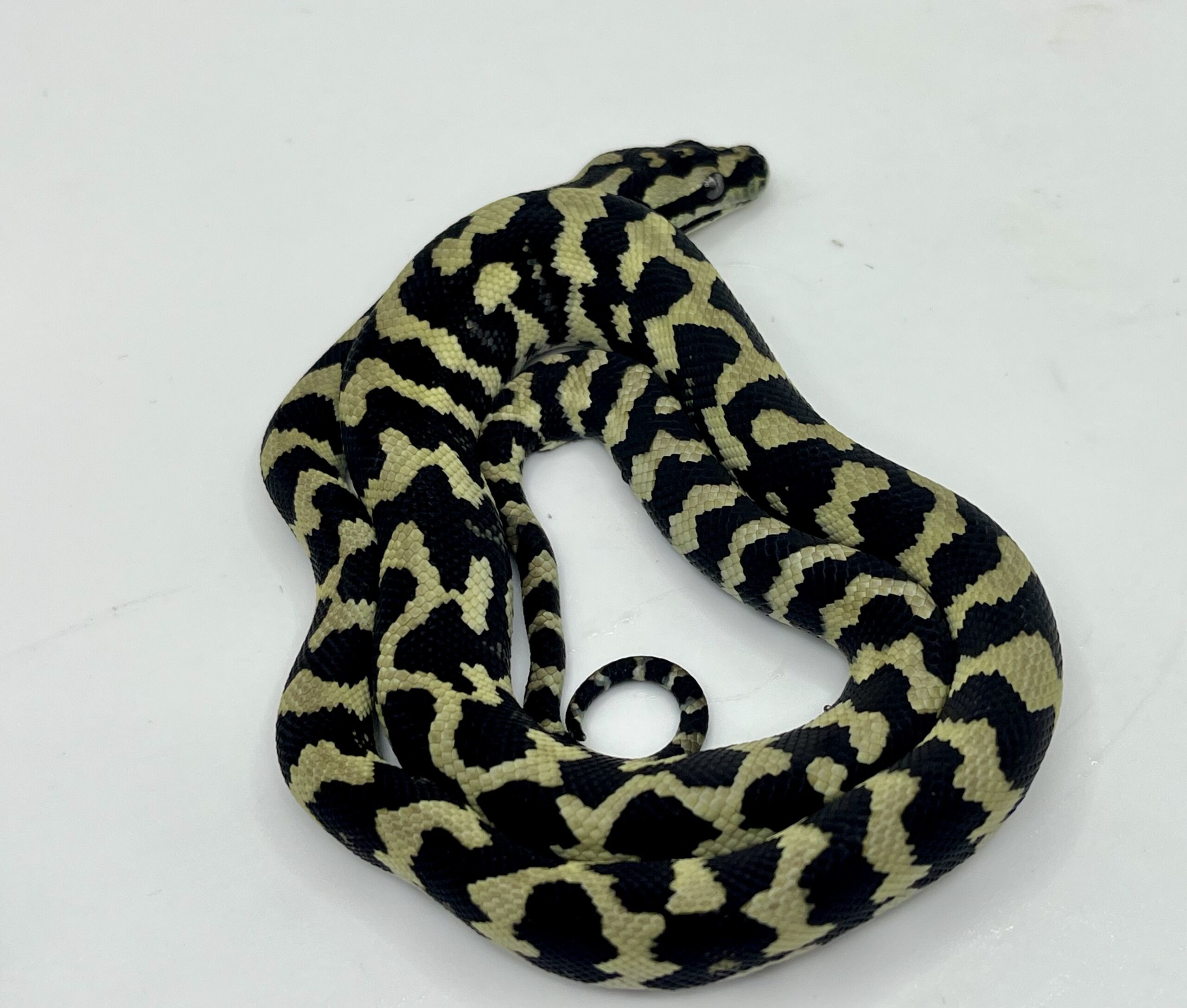 Pure Jungle Axanthic Carpet Python female