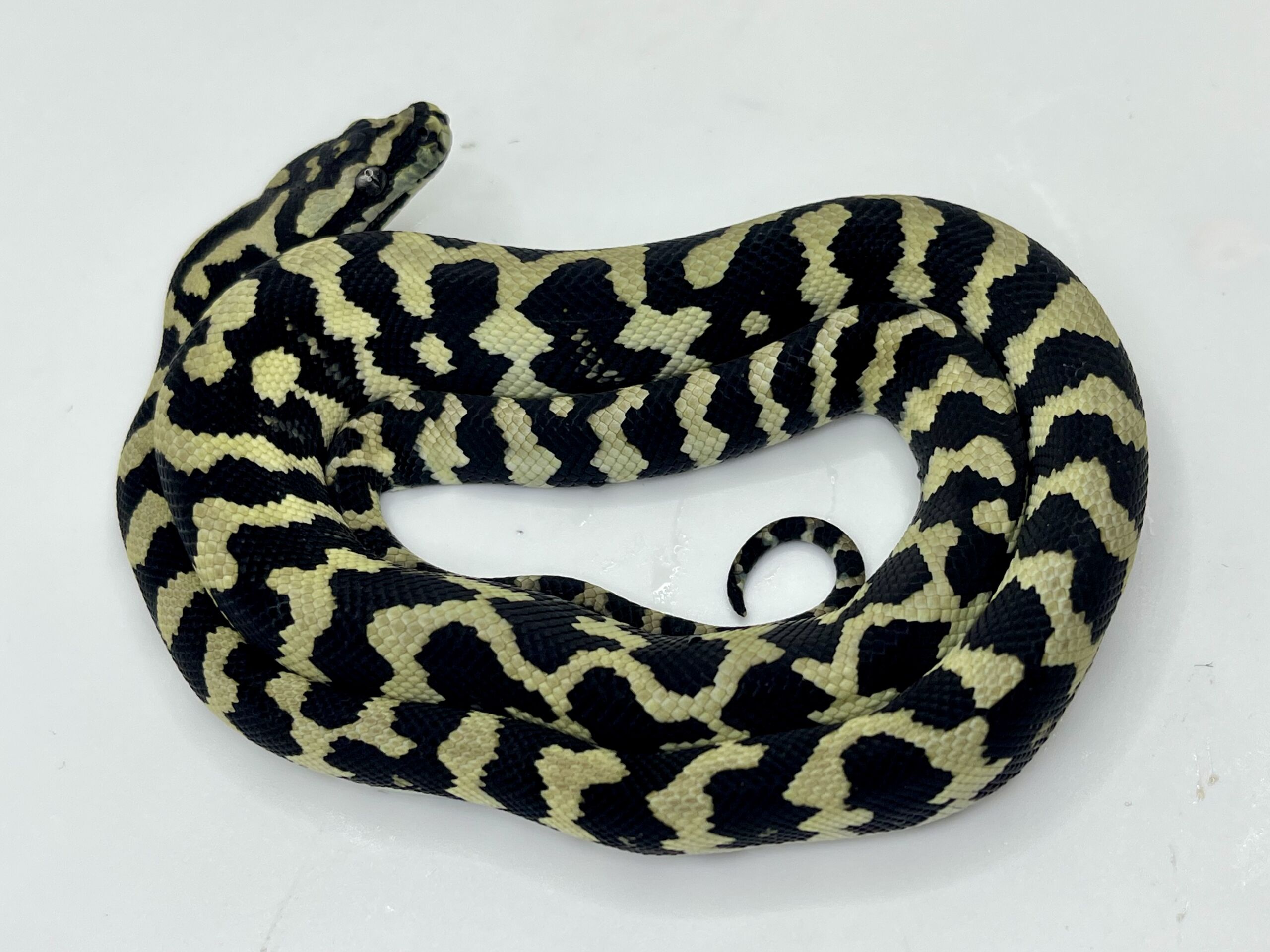 Pure Jungle Axanthic Carpet Python female