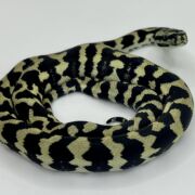 Pure Jungle Axanthic Carpet Python female