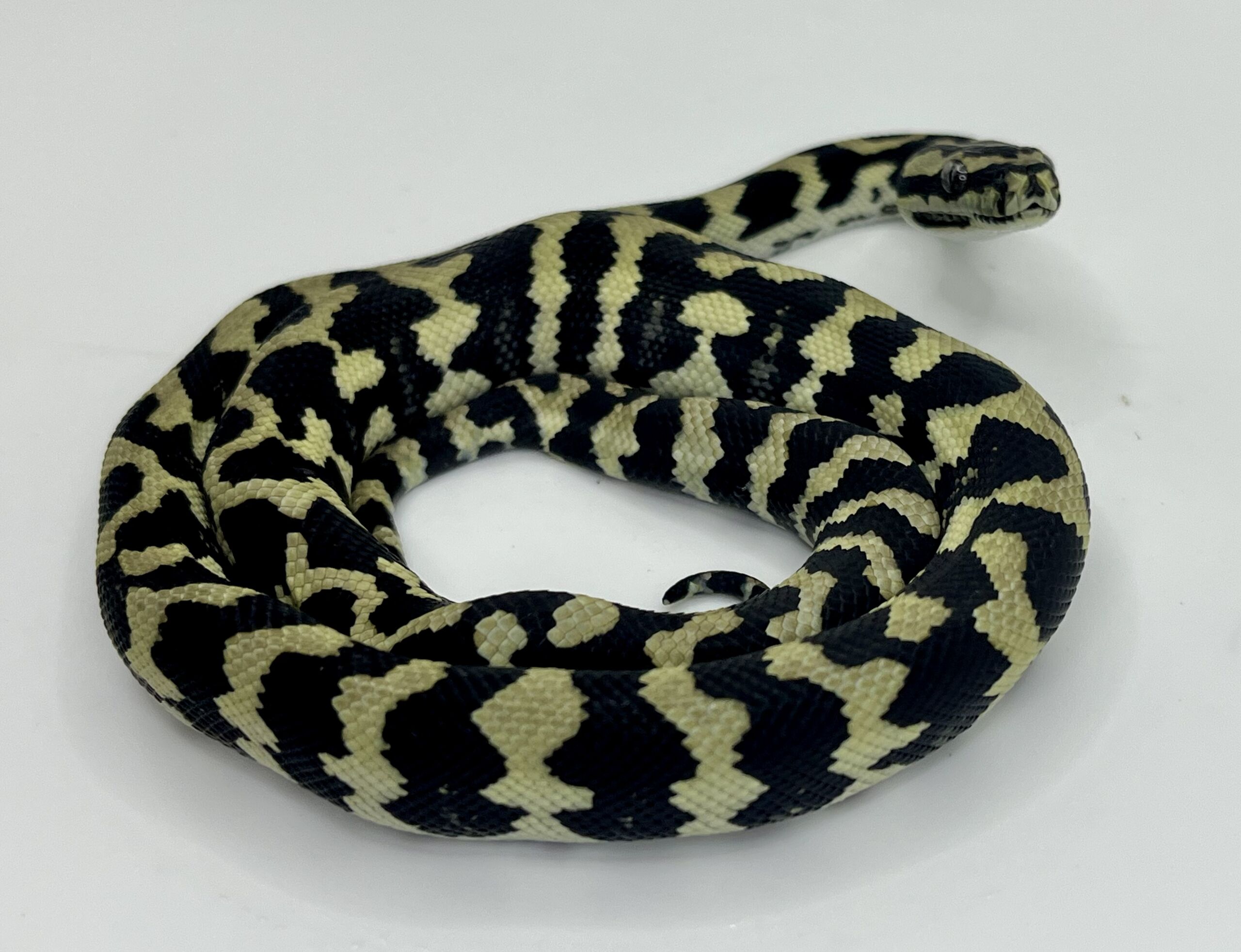 Pure Jungle Axanthic Carpet Python female
