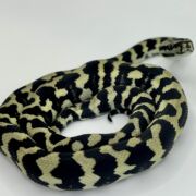 Pure Jungle Axanthic Carpet Python female