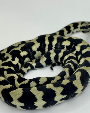 Pure Jungle Axanthic Carpet Python female