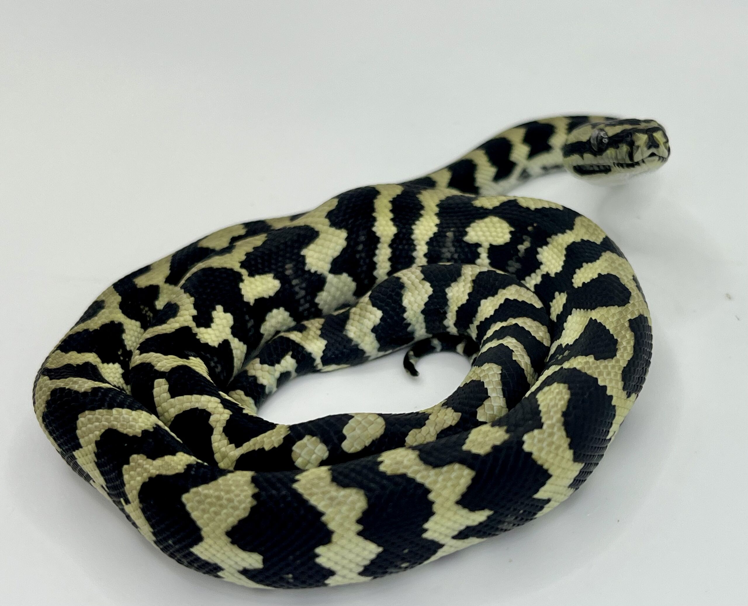 Pure Jungle Axanthic Carpet Python female