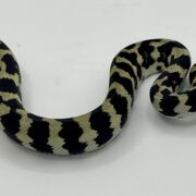 Pure Jungle Axanthic Carpet Python female