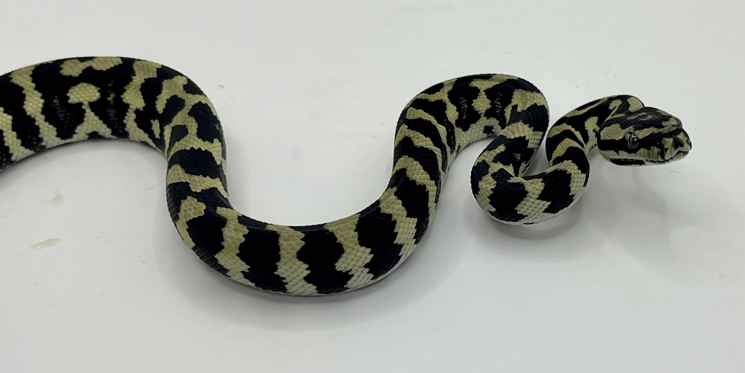 Pure Jungle Axanthic Carpet Python female