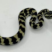 Pure Jungle Axanthic Carpet Python female