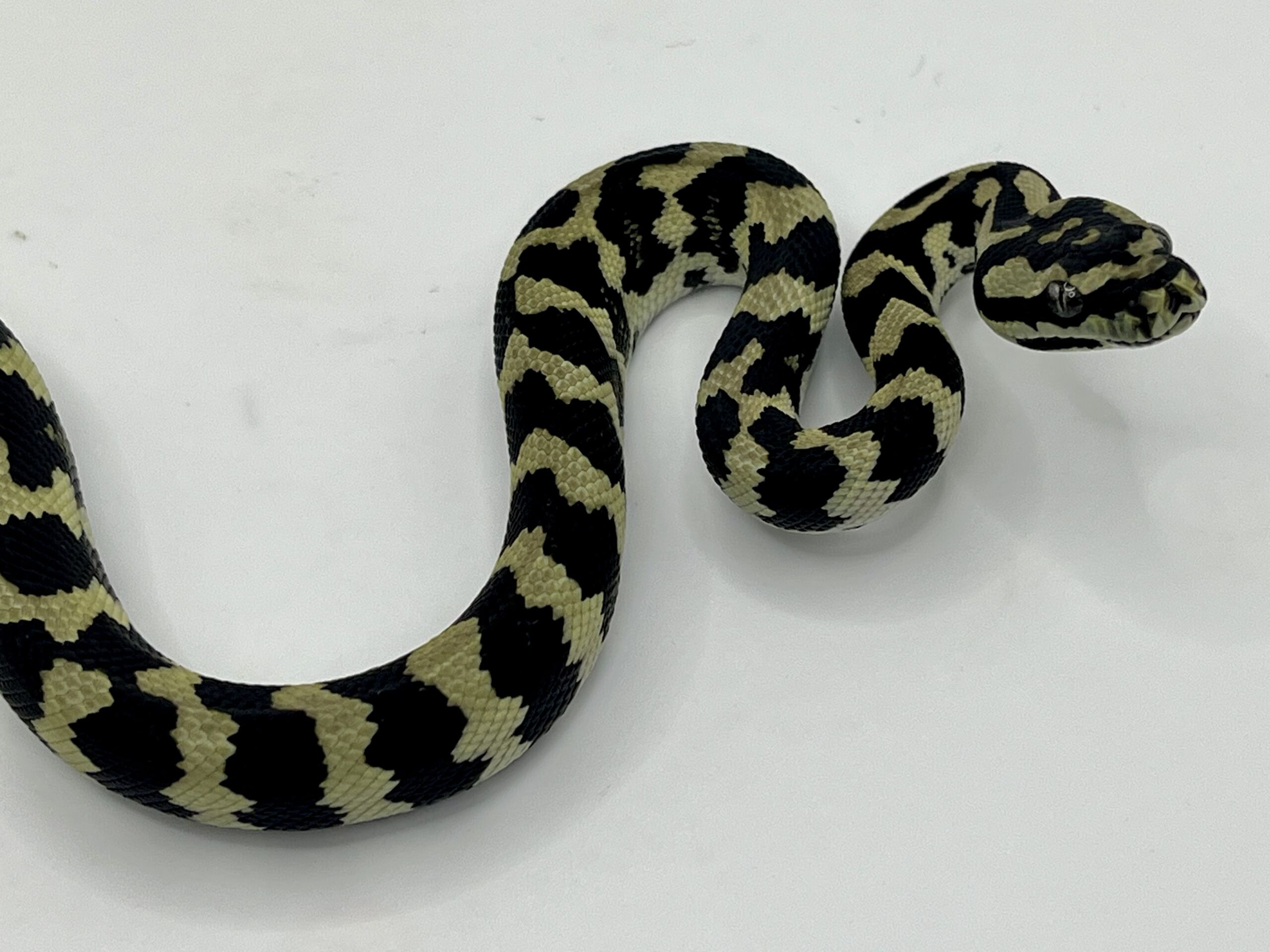 Pure Jungle Axanthic Carpet Python female