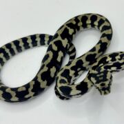 Pure Jungle Axanthic Carpet Python female