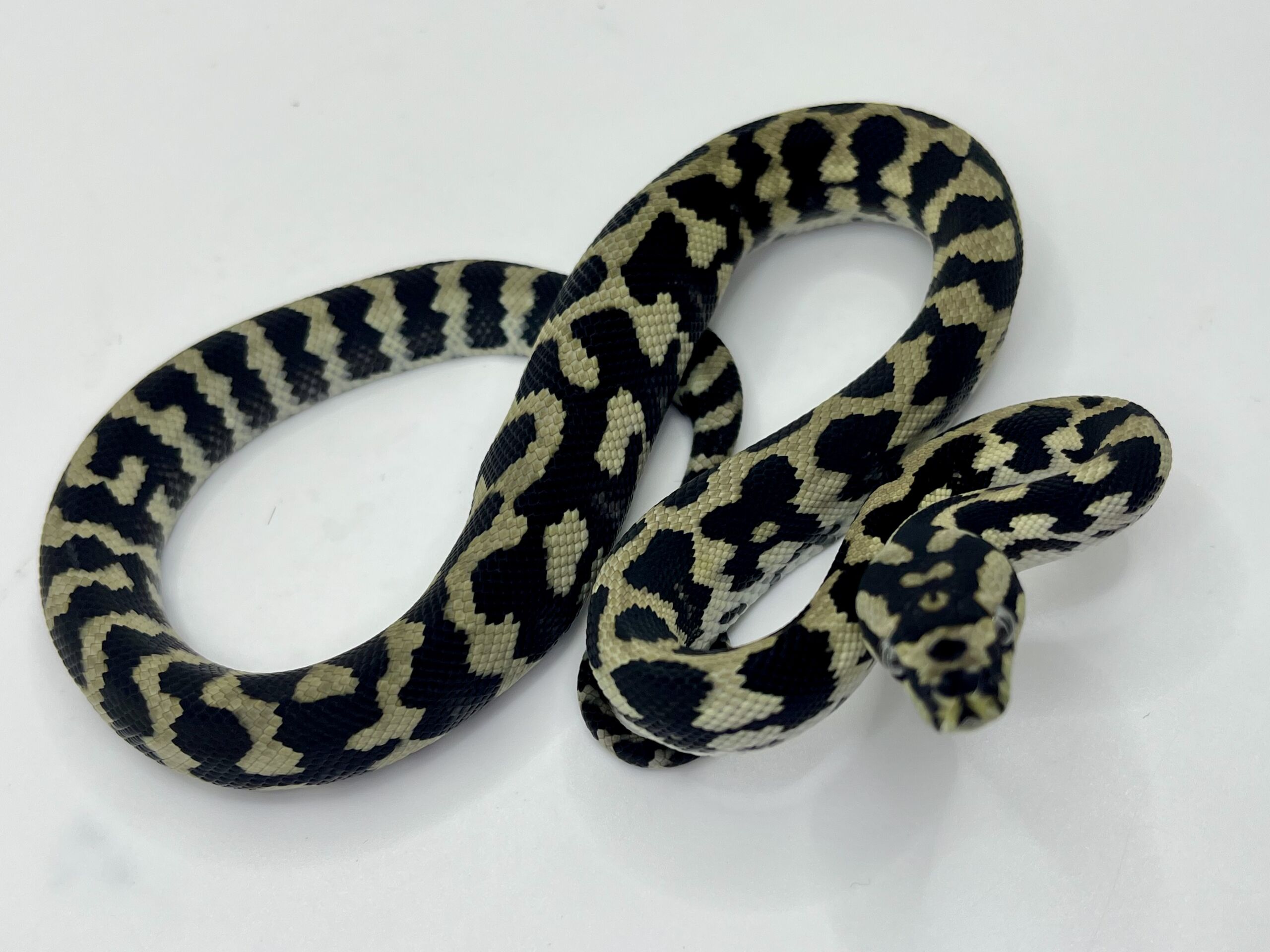 Pure Jungle Axanthic Carpet Python female