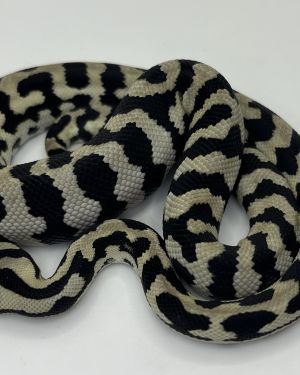 Pure Jungle Axanthic Carpet Python male