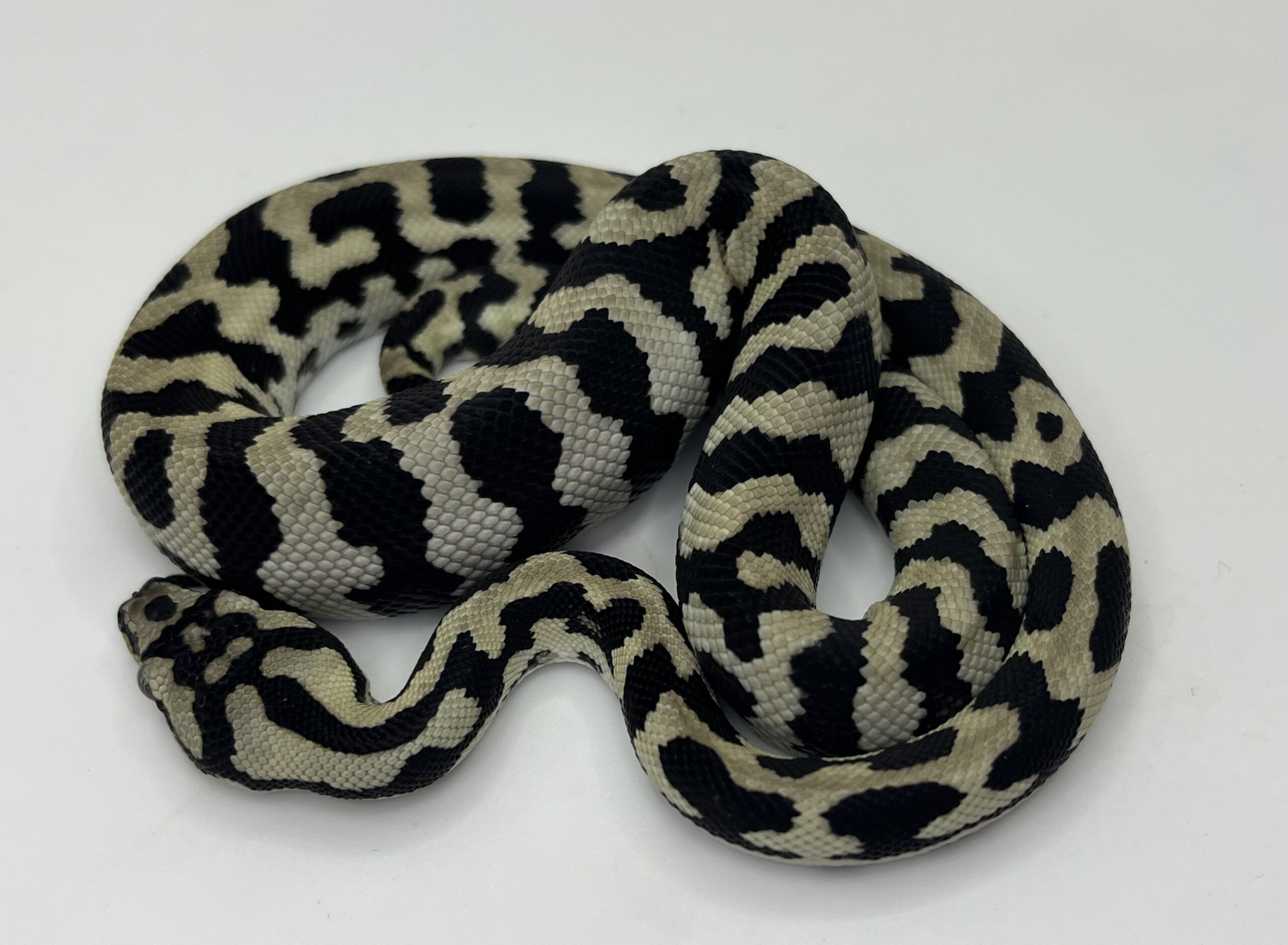 Pure Jungle Axanthic Carpet Python male