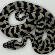Pure Jungle Axanthic Carpet Python male