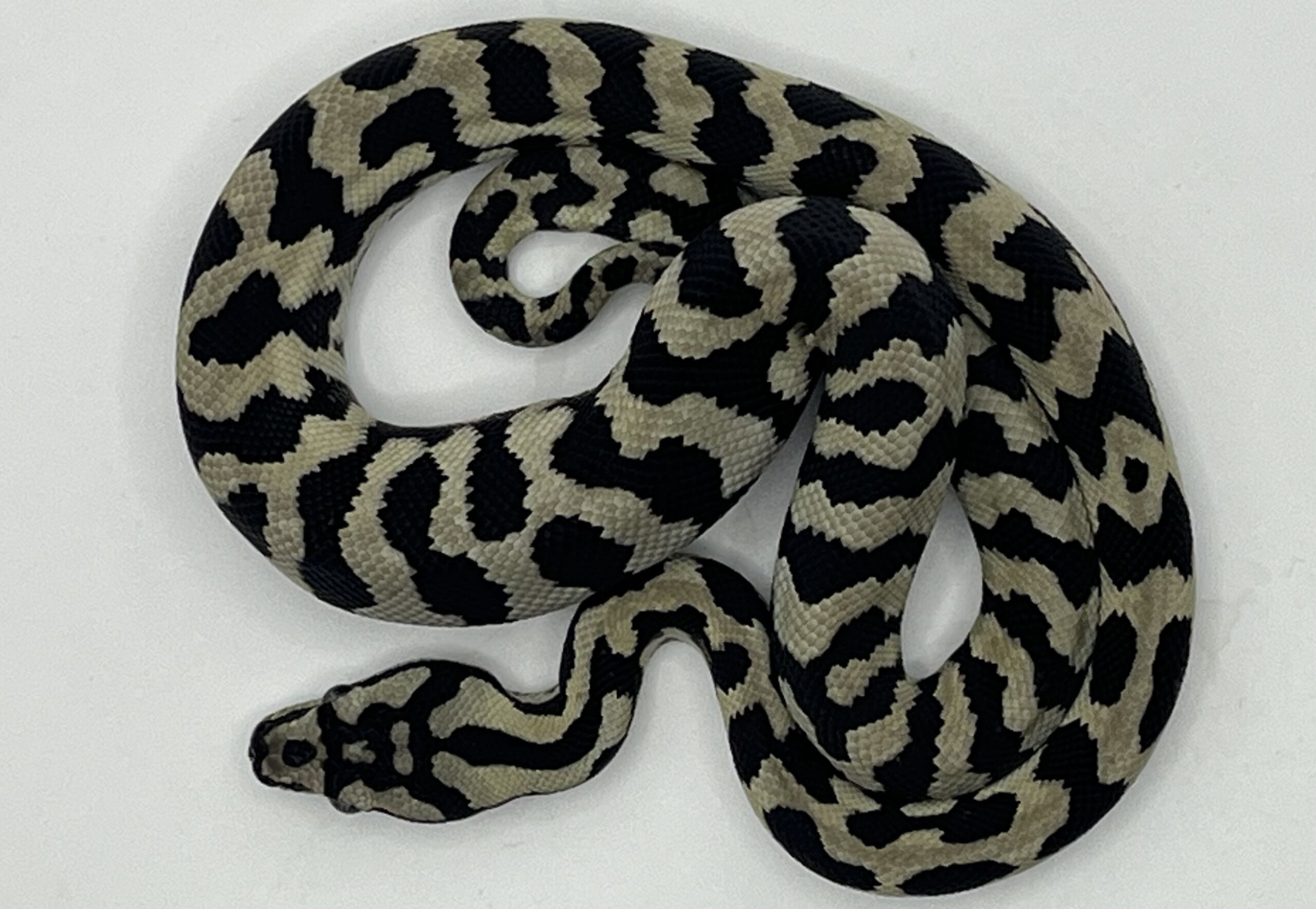 Pure Jungle Axanthic Carpet Python male