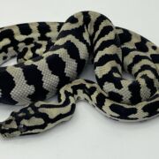 Pure Jungle Axanthic Carpet Python male