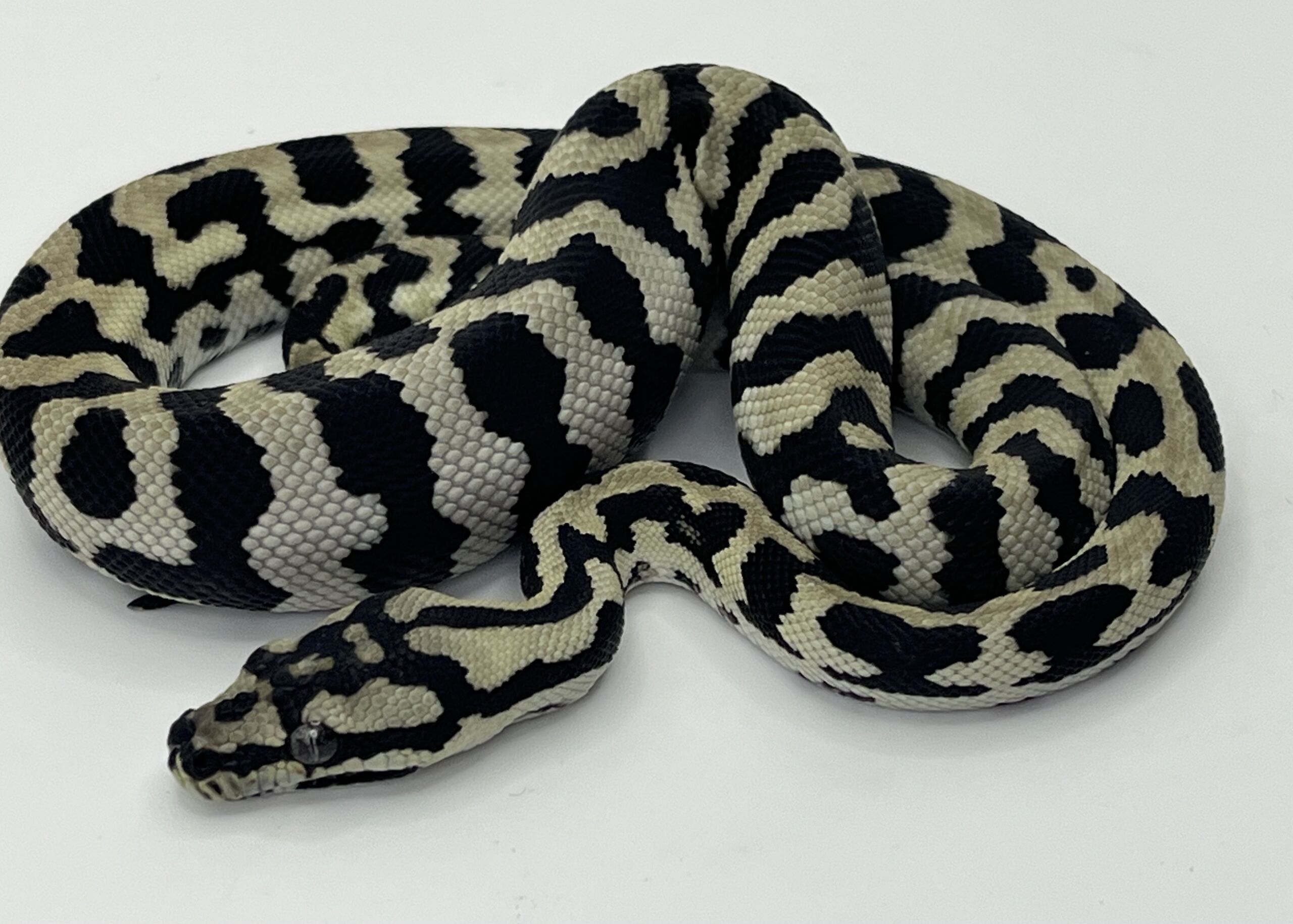 Pure Jungle Axanthic Carpet Python male