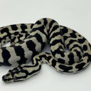 Pure Jungle Axanthic Carpet Python male