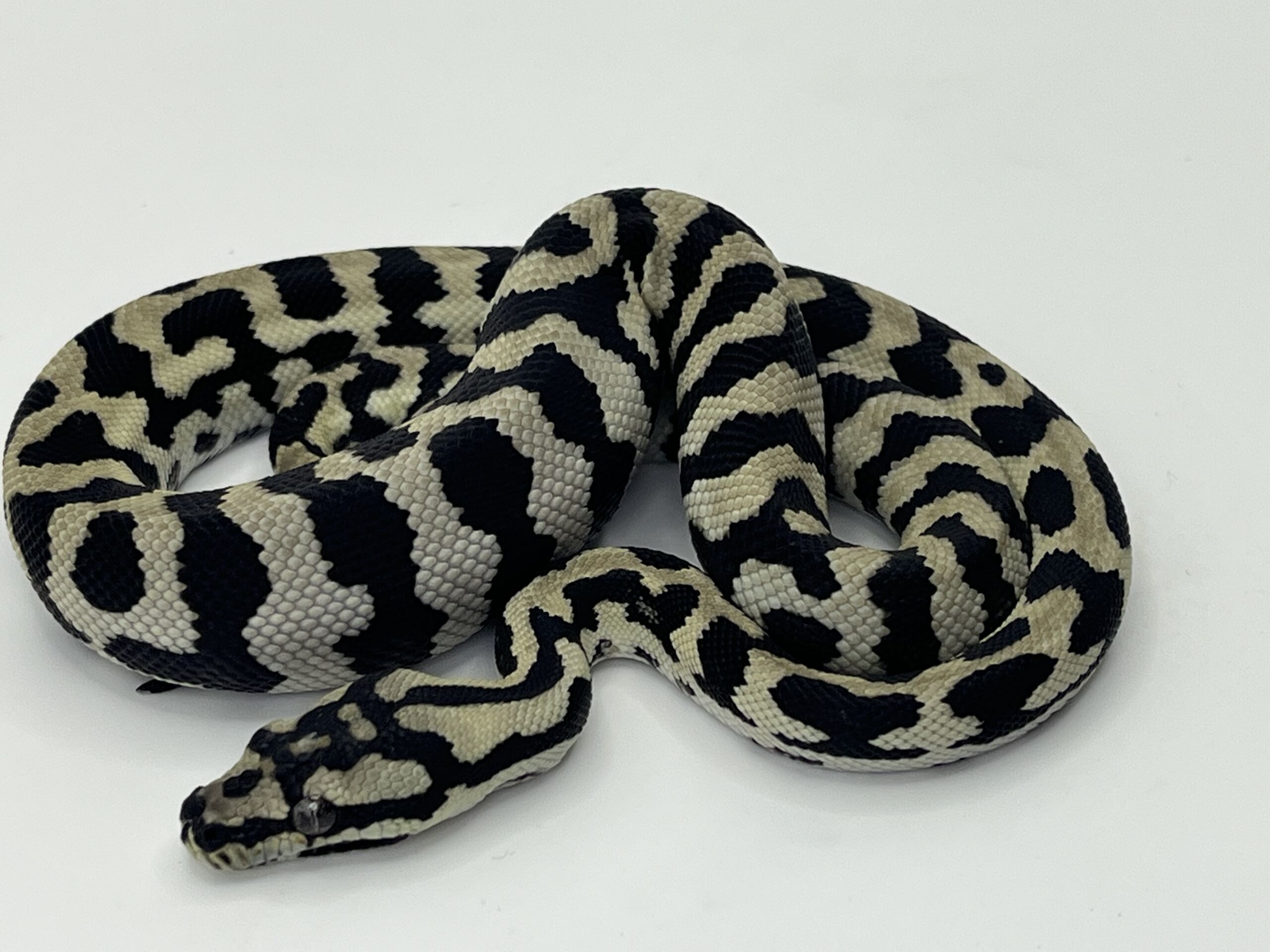 Pure Jungle Axanthic Carpet Python male