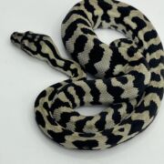 Pure Jungle Axanthic Carpet Python male