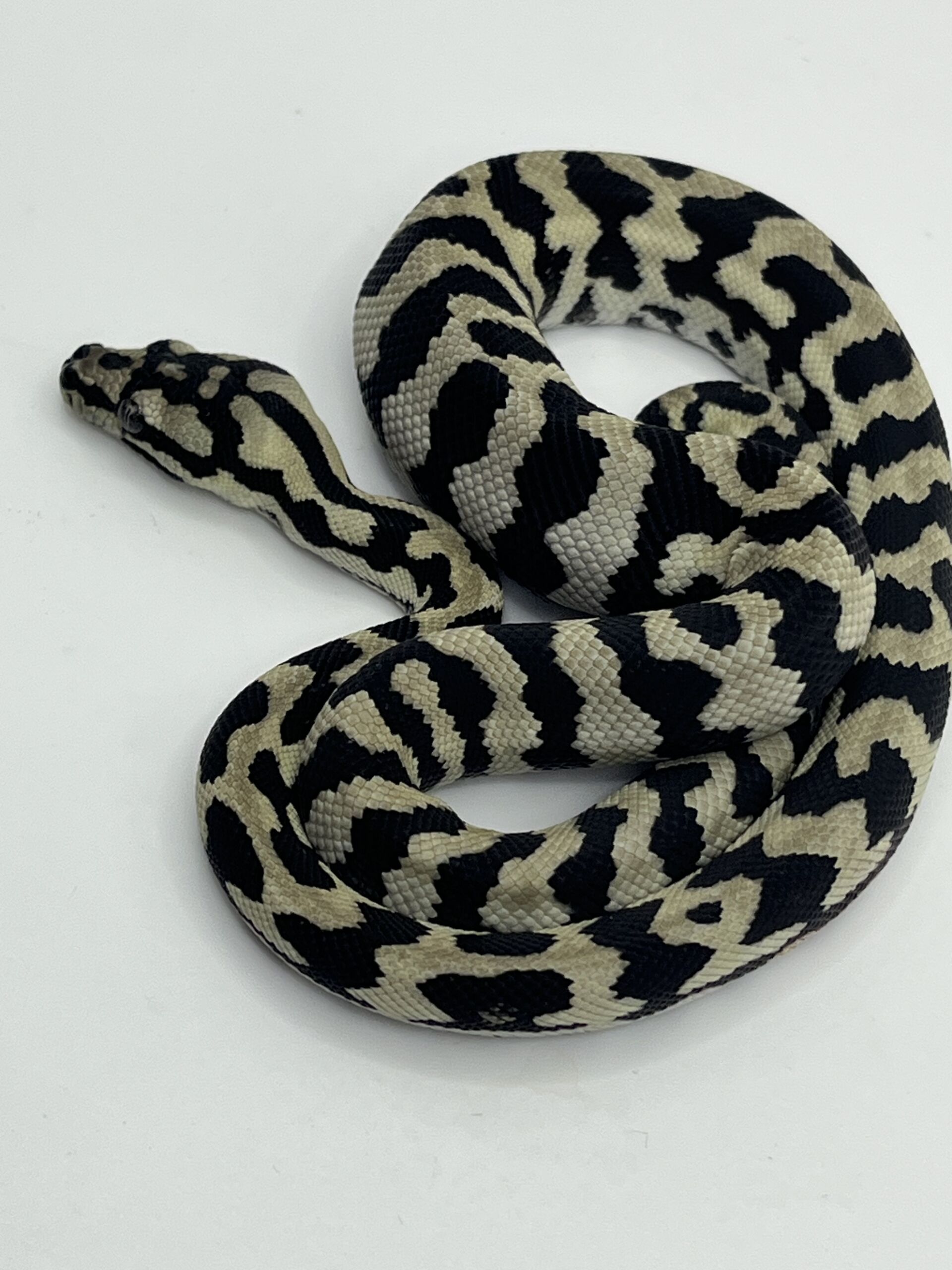 Pure Jungle Axanthic Carpet Python male