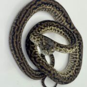 Het Axanthic Caramel Zebra Carpet Python female