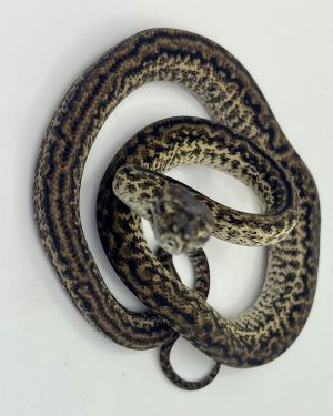 Het Axanthic Caramel Zebra Carpet Python female