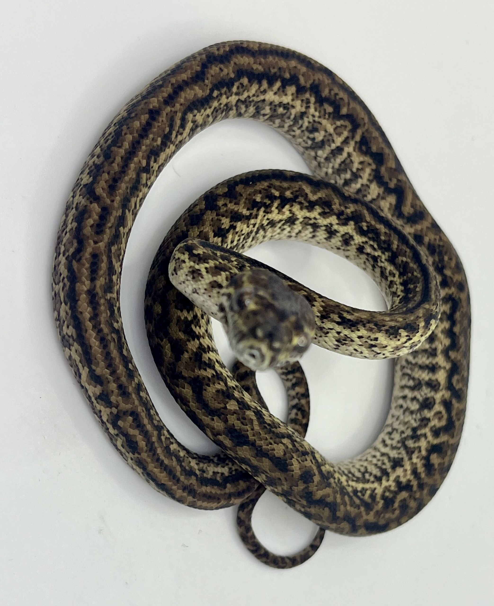 Het Axanthic Caramel Zebra Carpet Python female