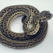 Het Axanthic Caramel Zebra Carpet Python female