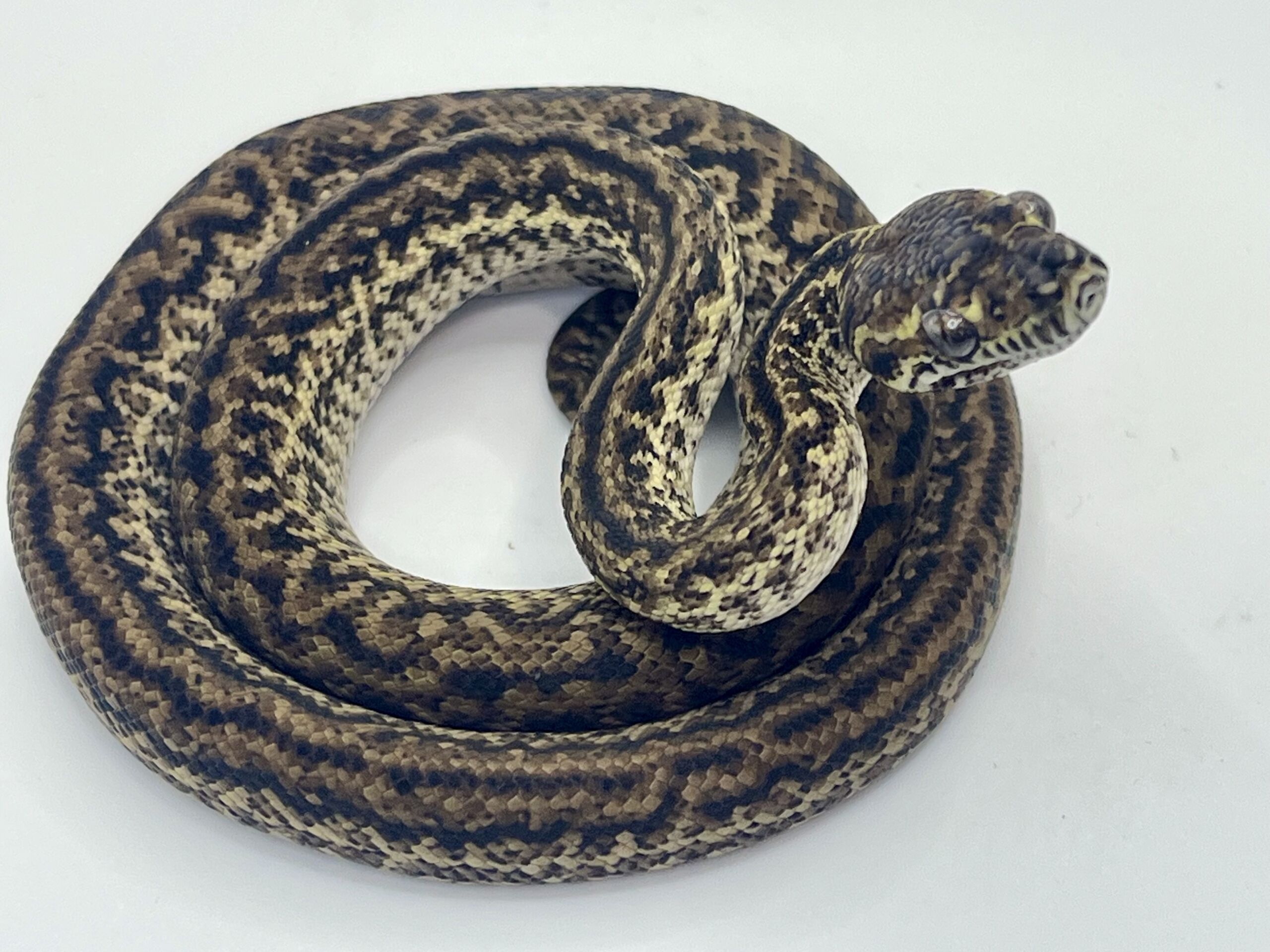 Het Axanthic Caramel Zebra Carpet Python female