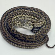Het Axanthic Caramel Zebra Carpet Python female