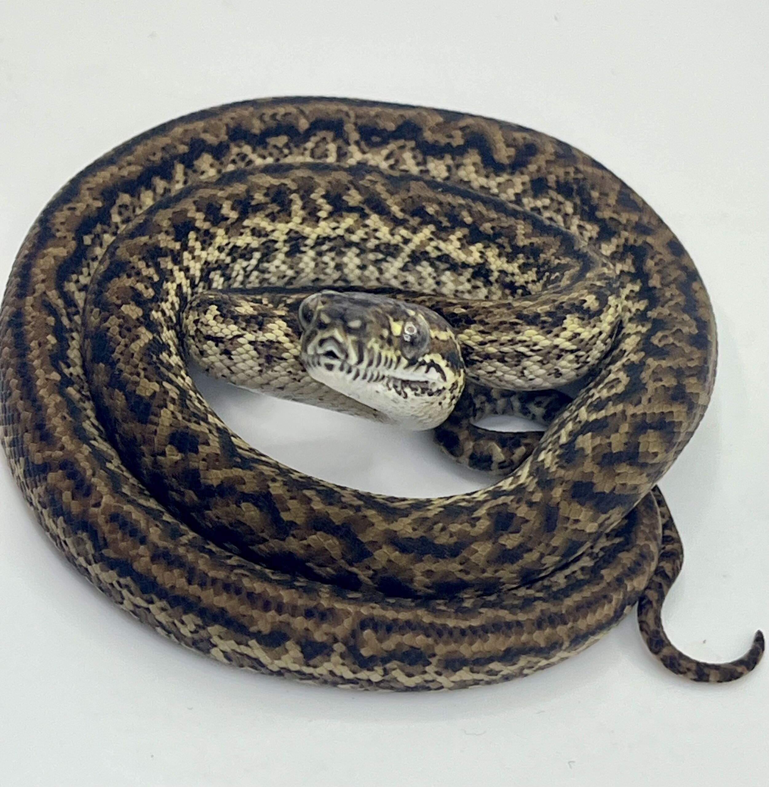 Het Axanthic Caramel Zebra Carpet Python female