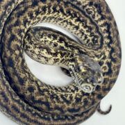 Het Axanthic Caramel Zebra Carpet Python female