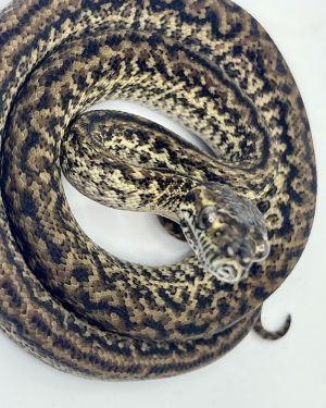 Het Axanthic Caramel Zebra Carpet Python female