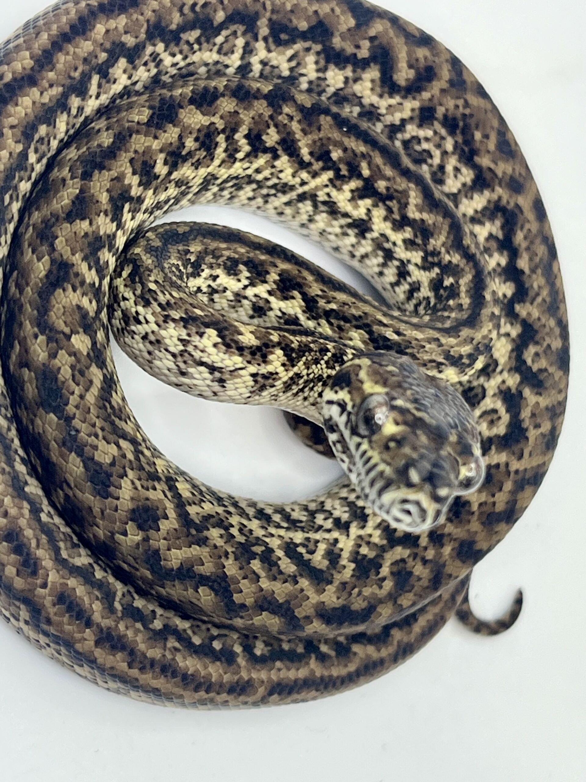 Het Axanthic Caramel Zebra Carpet Python female