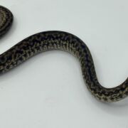 Het Axanthic Caramel Zebra Carpet Python female