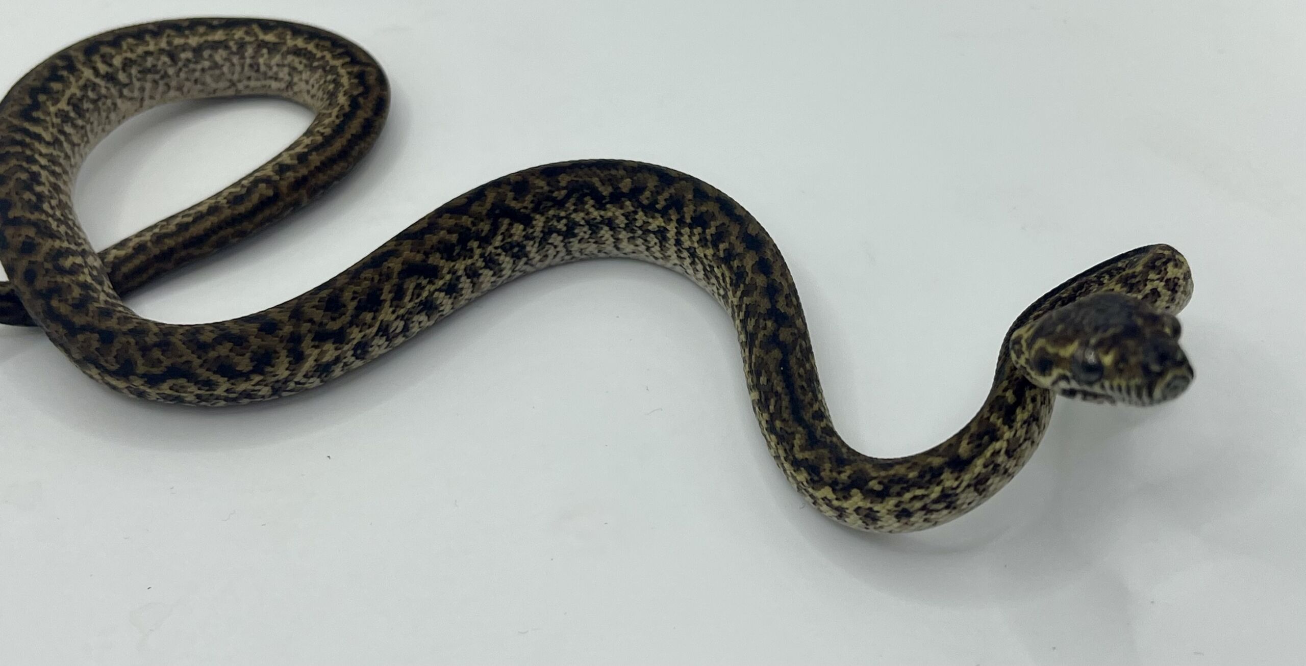 Het Axanthic Caramel Zebra Carpet Python female