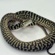 Het snow zebra carpet Python Male