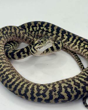 Het snow zebra carpet Python Male