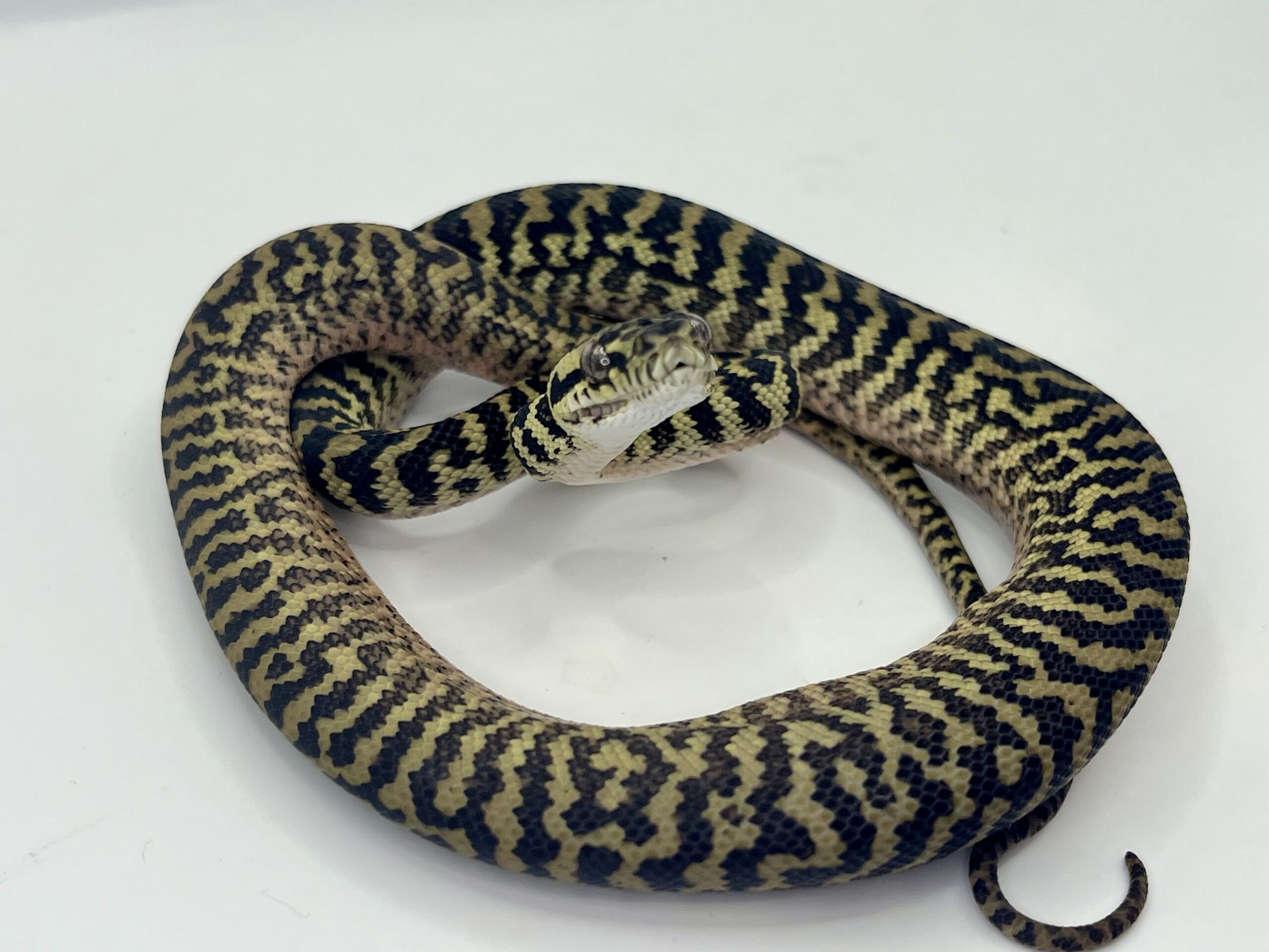 Het snow zebra carpet Python Male