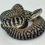 Het snow zebra carpet Python Male