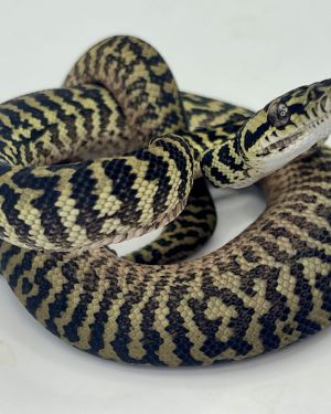 Het snow zebra carpet Python Male