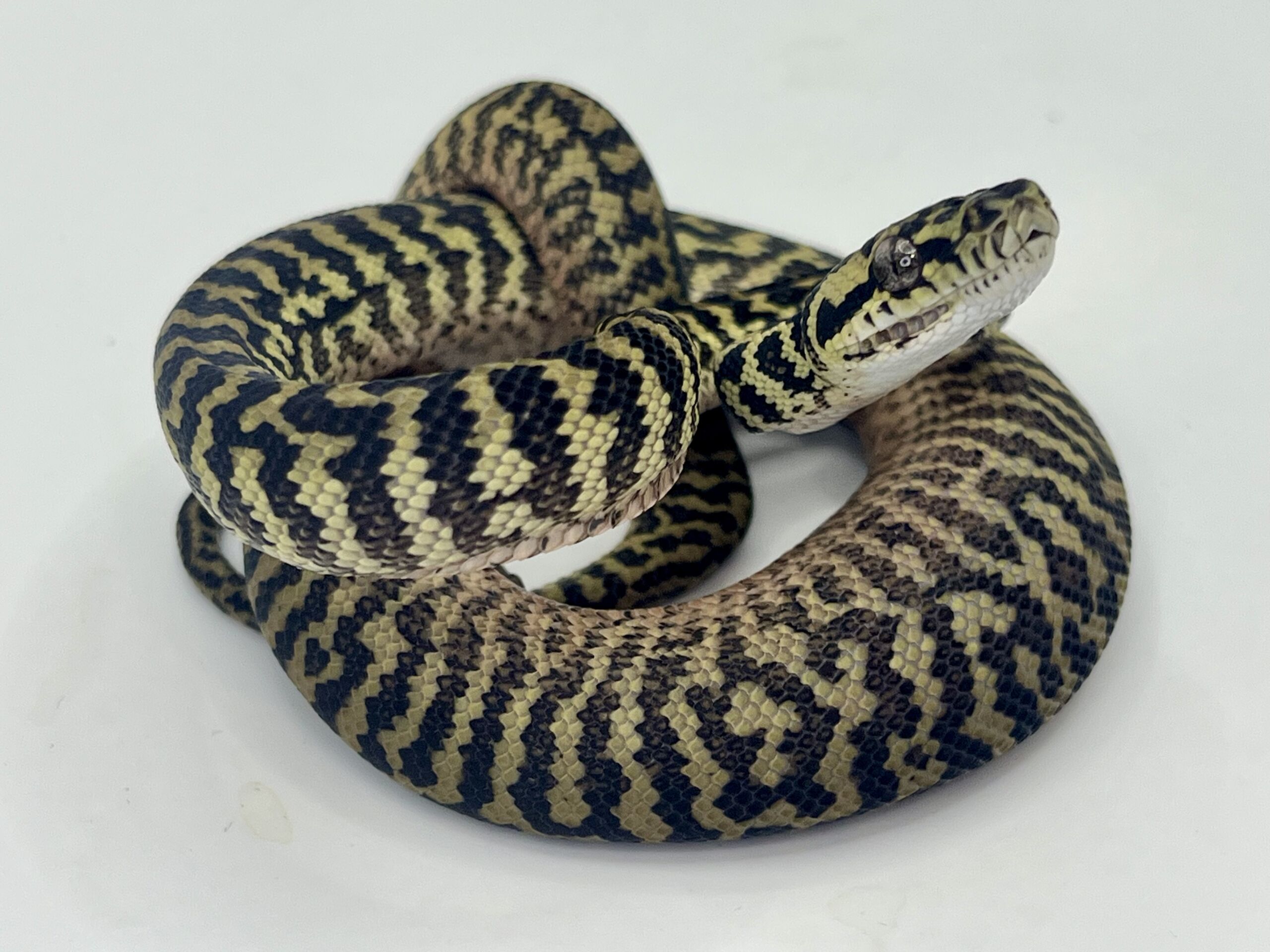 Het snow zebra carpet Python Male