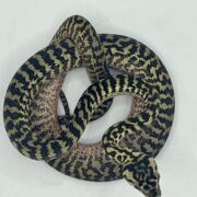 Het snow zebra carpet Python Male